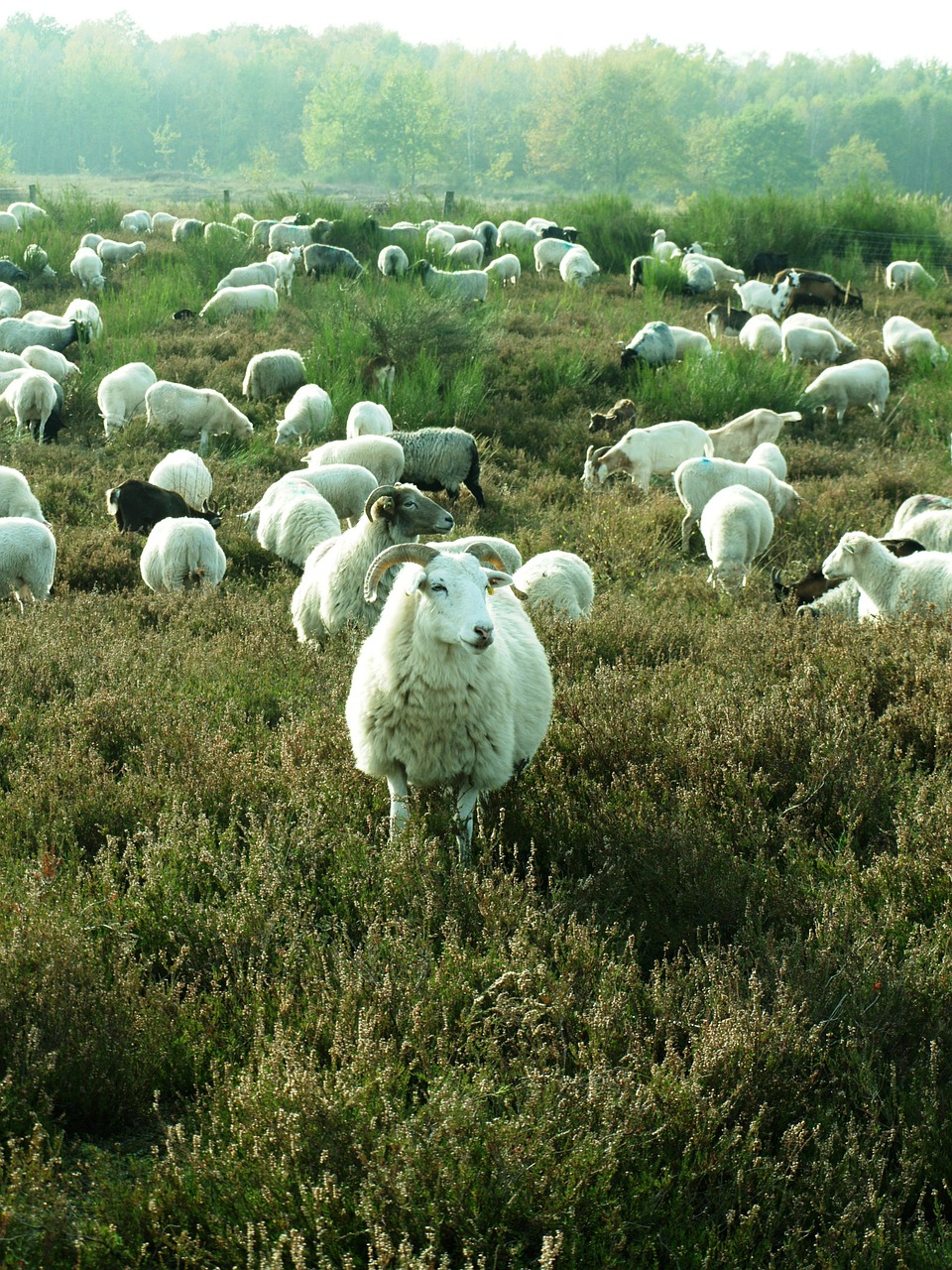 sheep heide flock free photo
