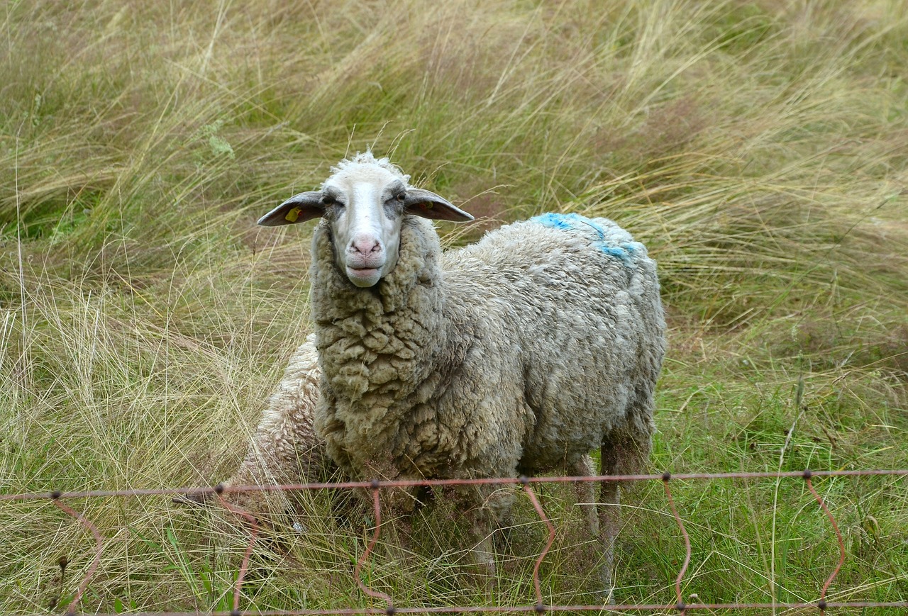 sheep pasture meadow free photo