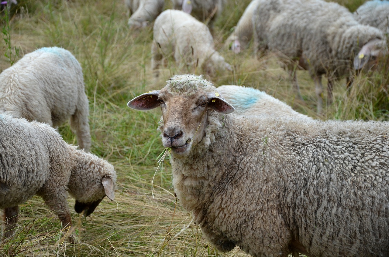 sheep pasture meadow free photo