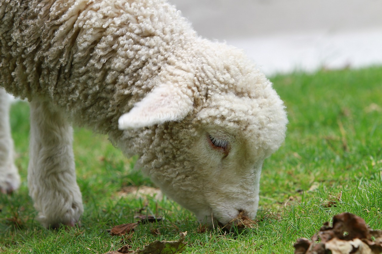 sheep lamb new zealand free photo