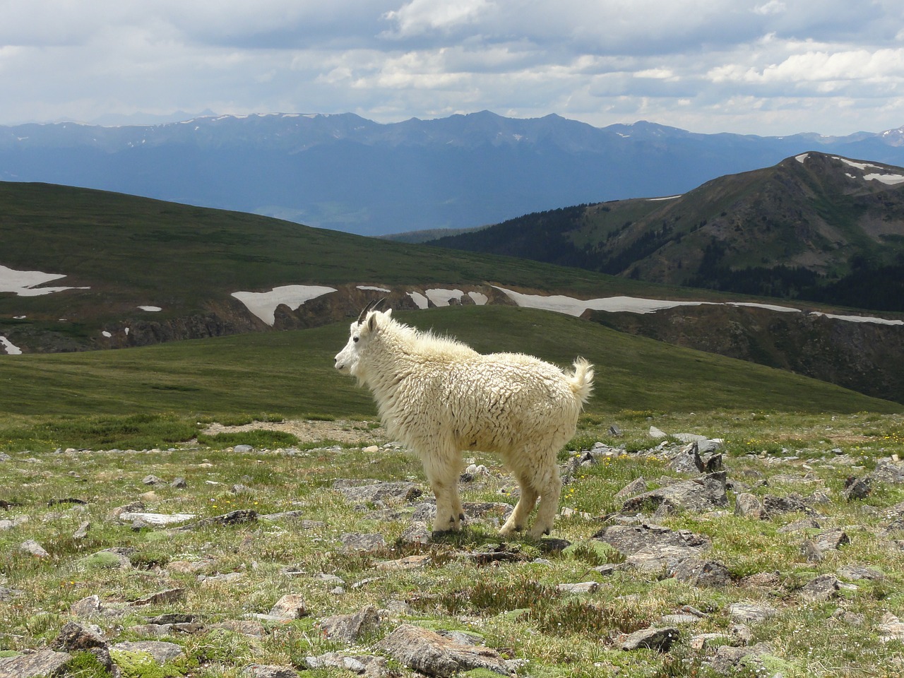 sheep goat kid free photo