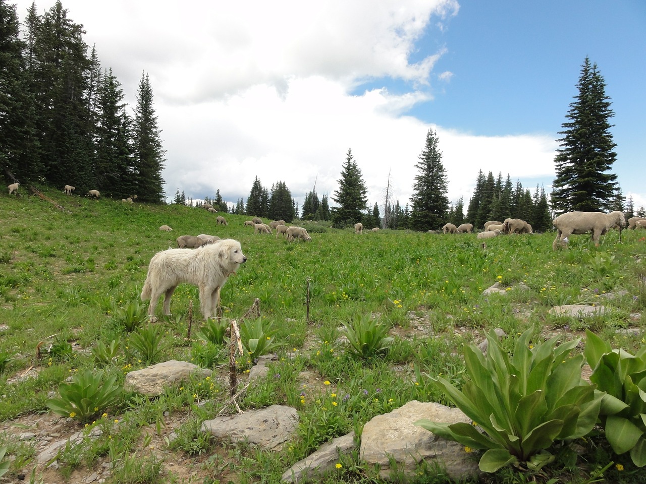 sheep dog nature free photo