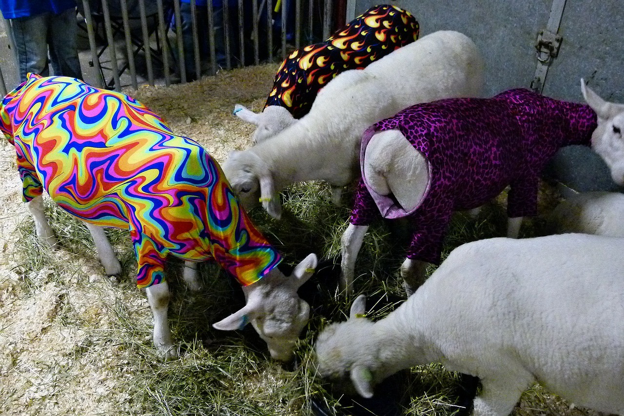 sheep dressed colorful free photo