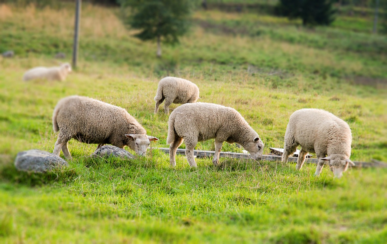 sheep summer pasture free photo