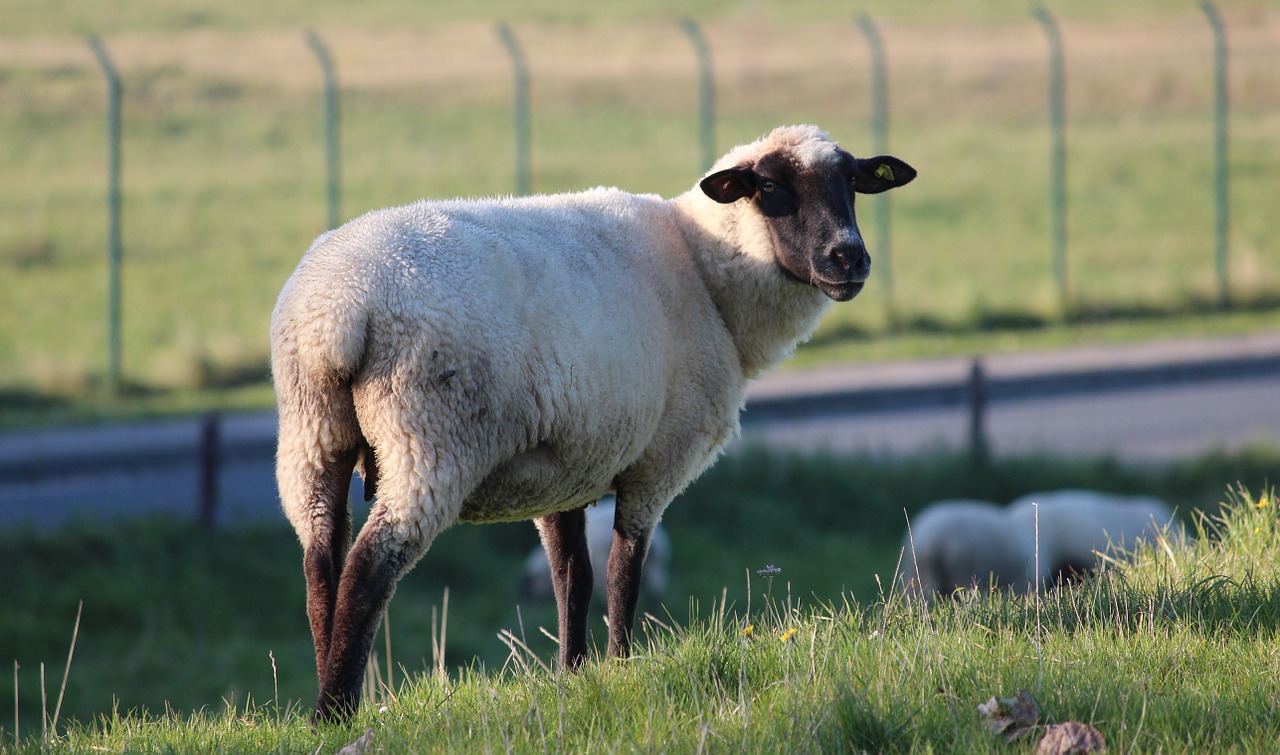 sheep animal wool free photo