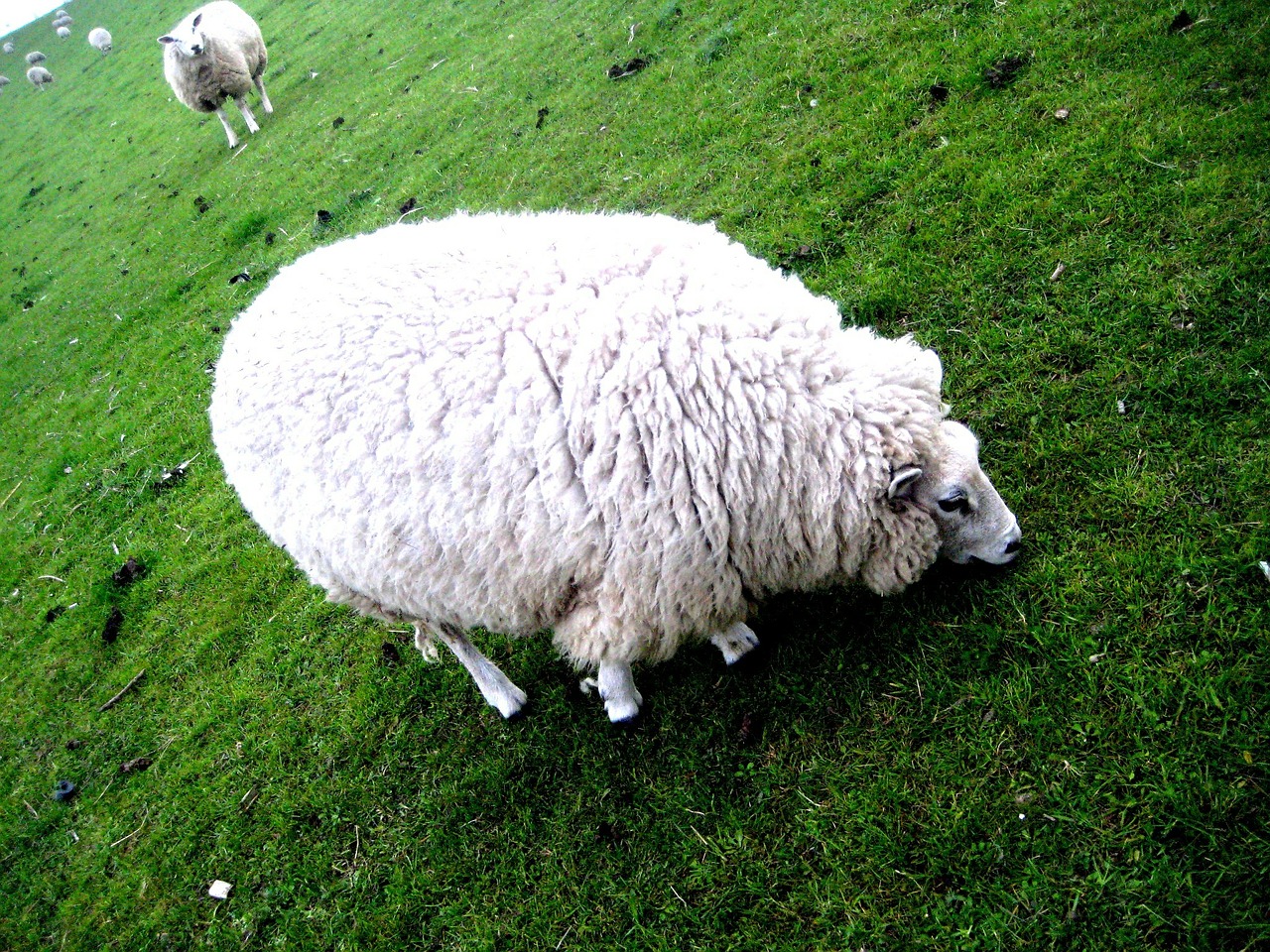 sheep nature animal free photo