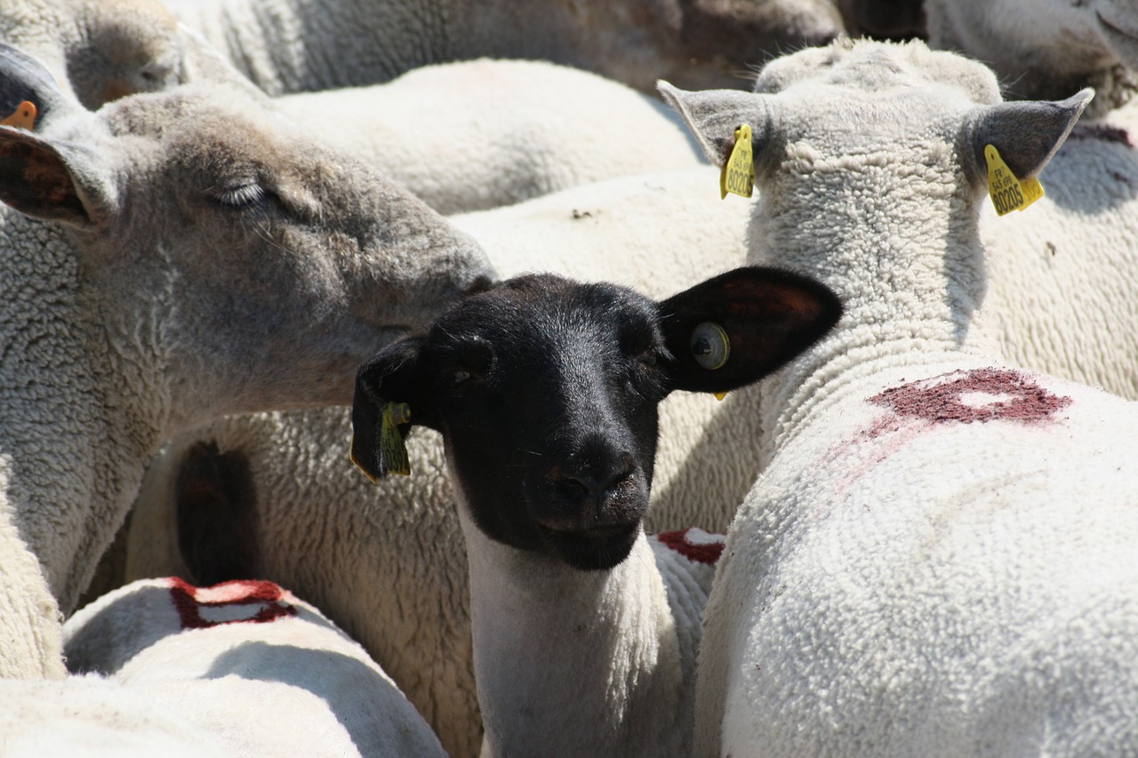 sheep animals france free photo