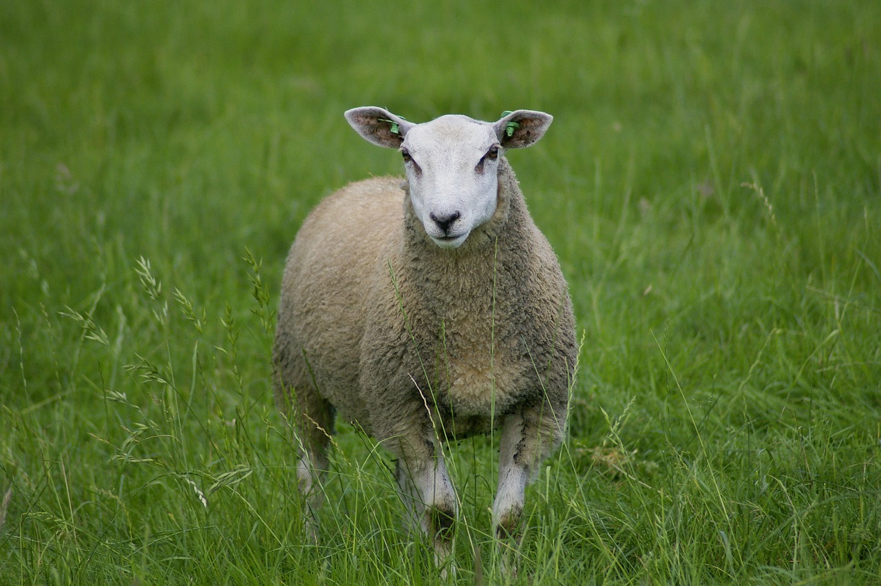 sheep loan cute free photo