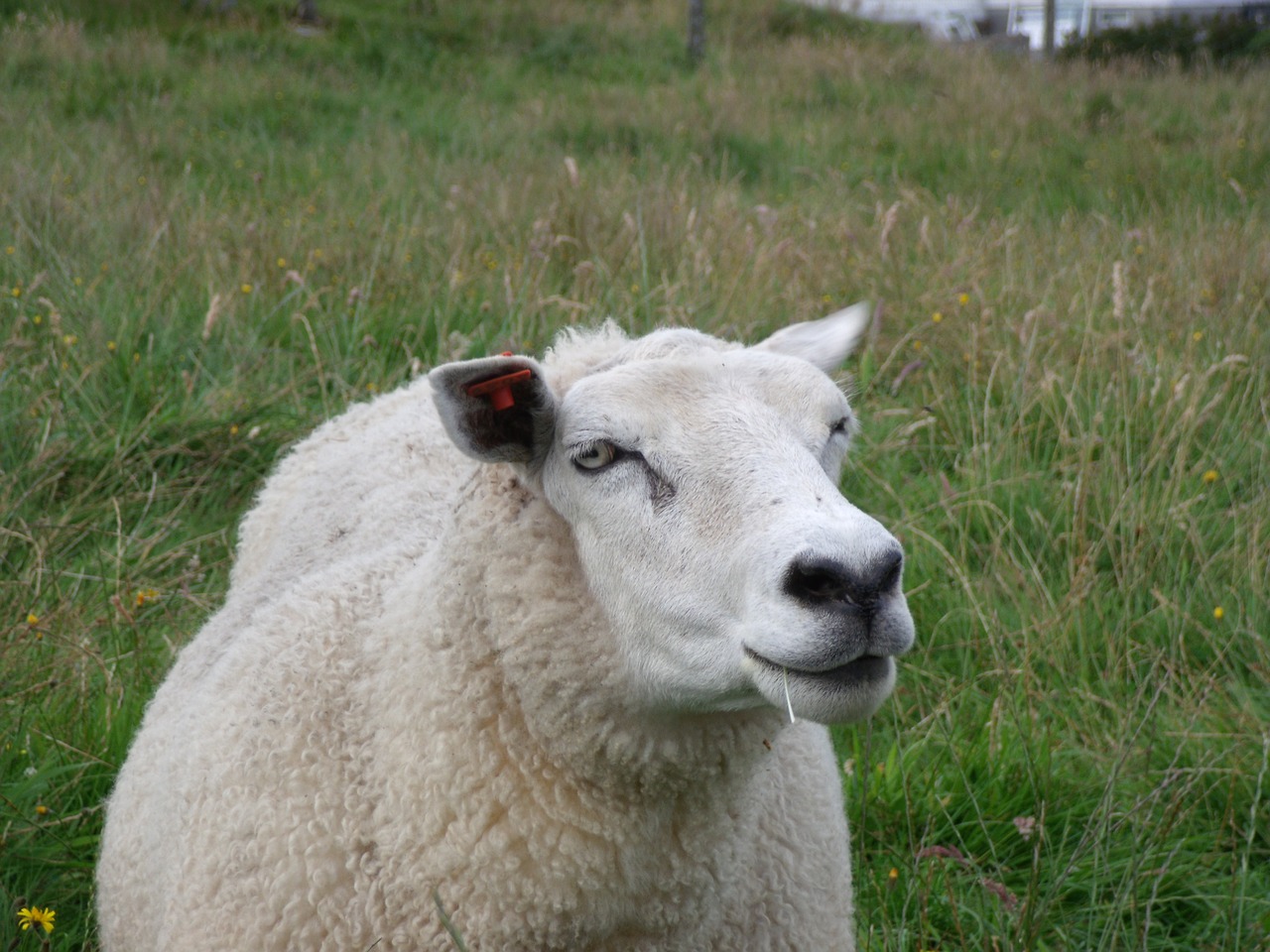 sheep norway prato free photo