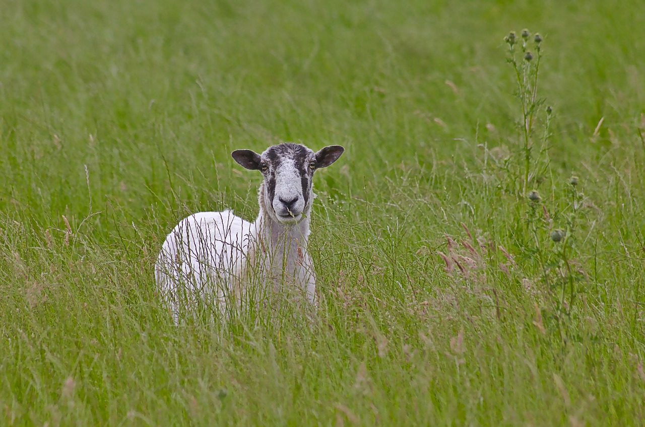 sheep grass animal free photo