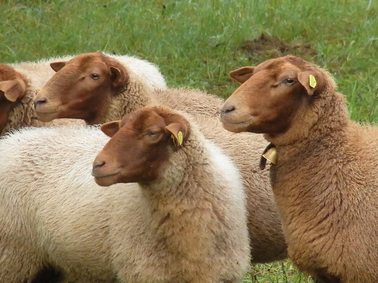 sheep animals pasture free photo