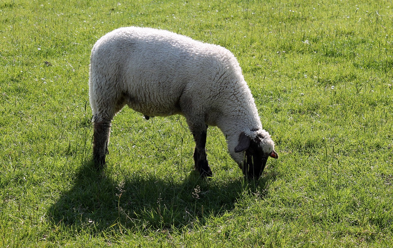 sheep deichschaf schäfchen free photo