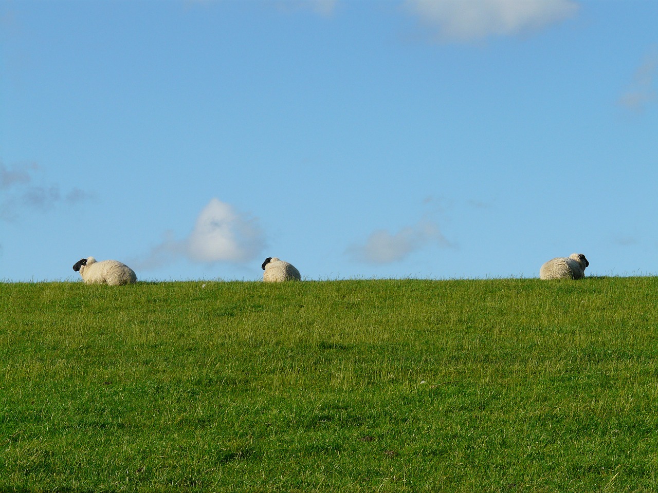 sheep group rest free photo