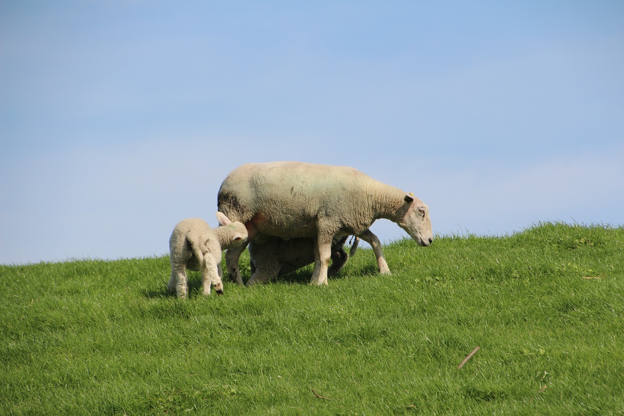 sheep wool lamb free photo