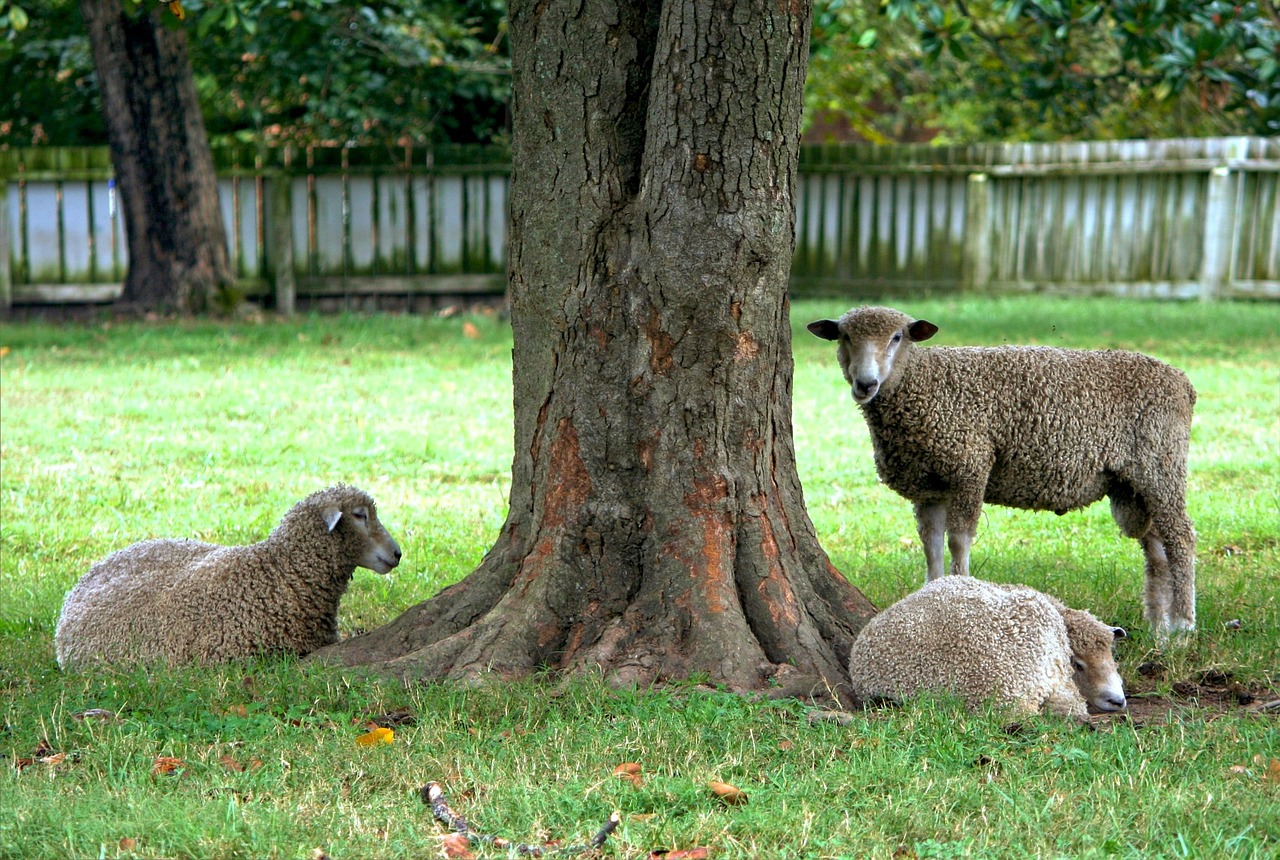sheep ewe livestock free photo
