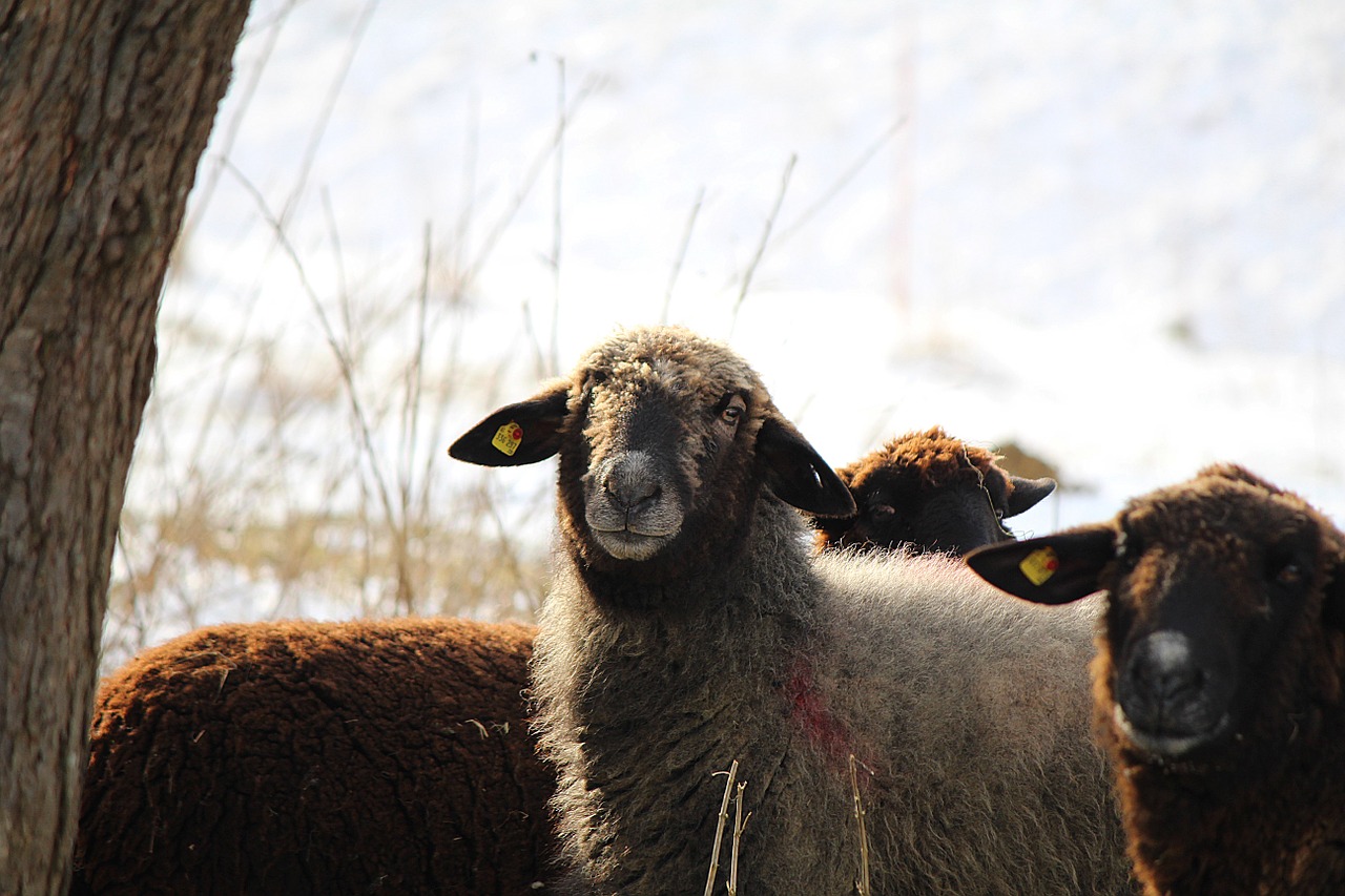 sheep animals sheep face free photo