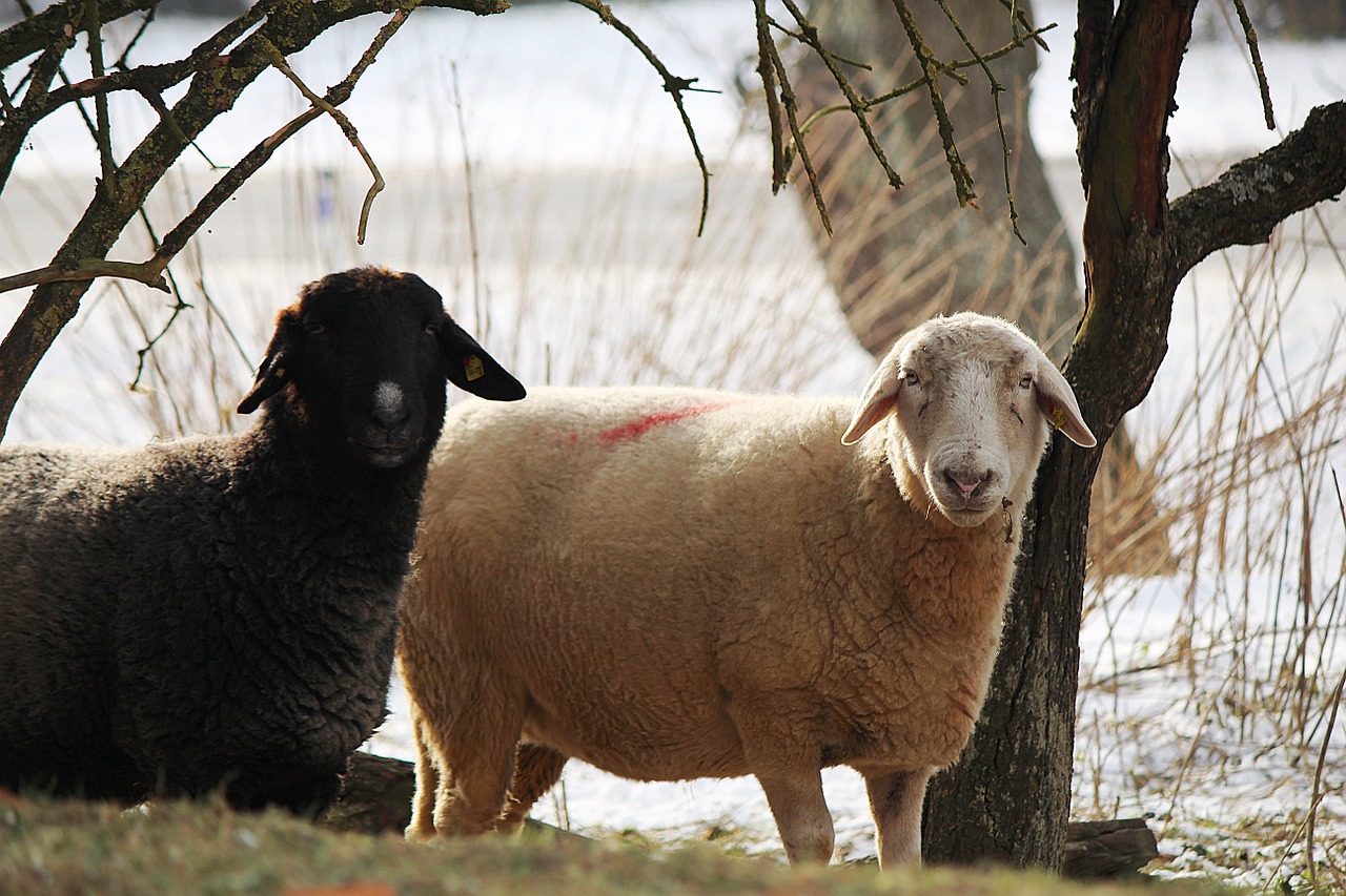 sheep black sheep white sheep free photo