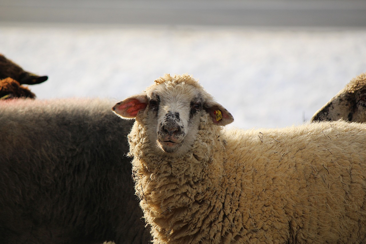 Sheep,white sheep,livestock,sheep's wool,free pictures - free image ...