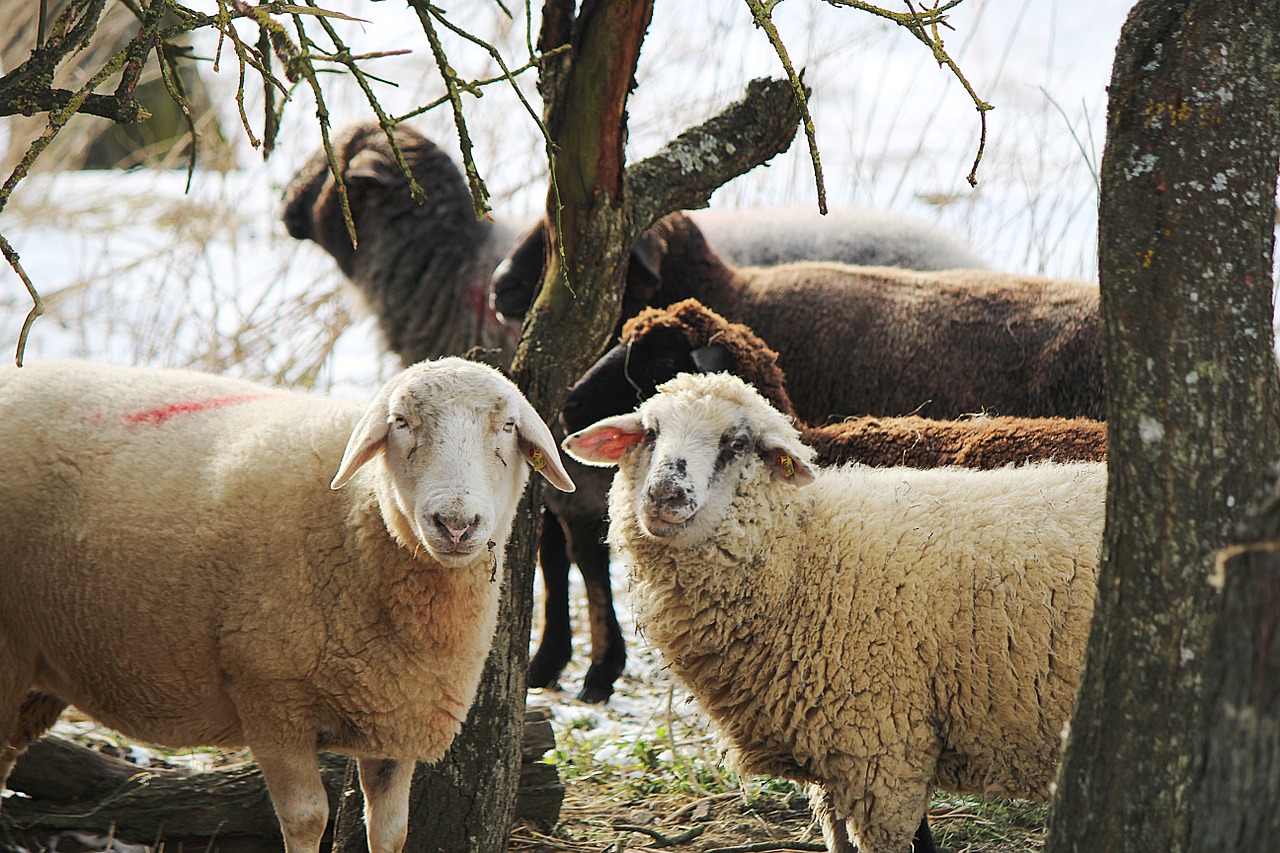 sheep black sheep white sheep free photo