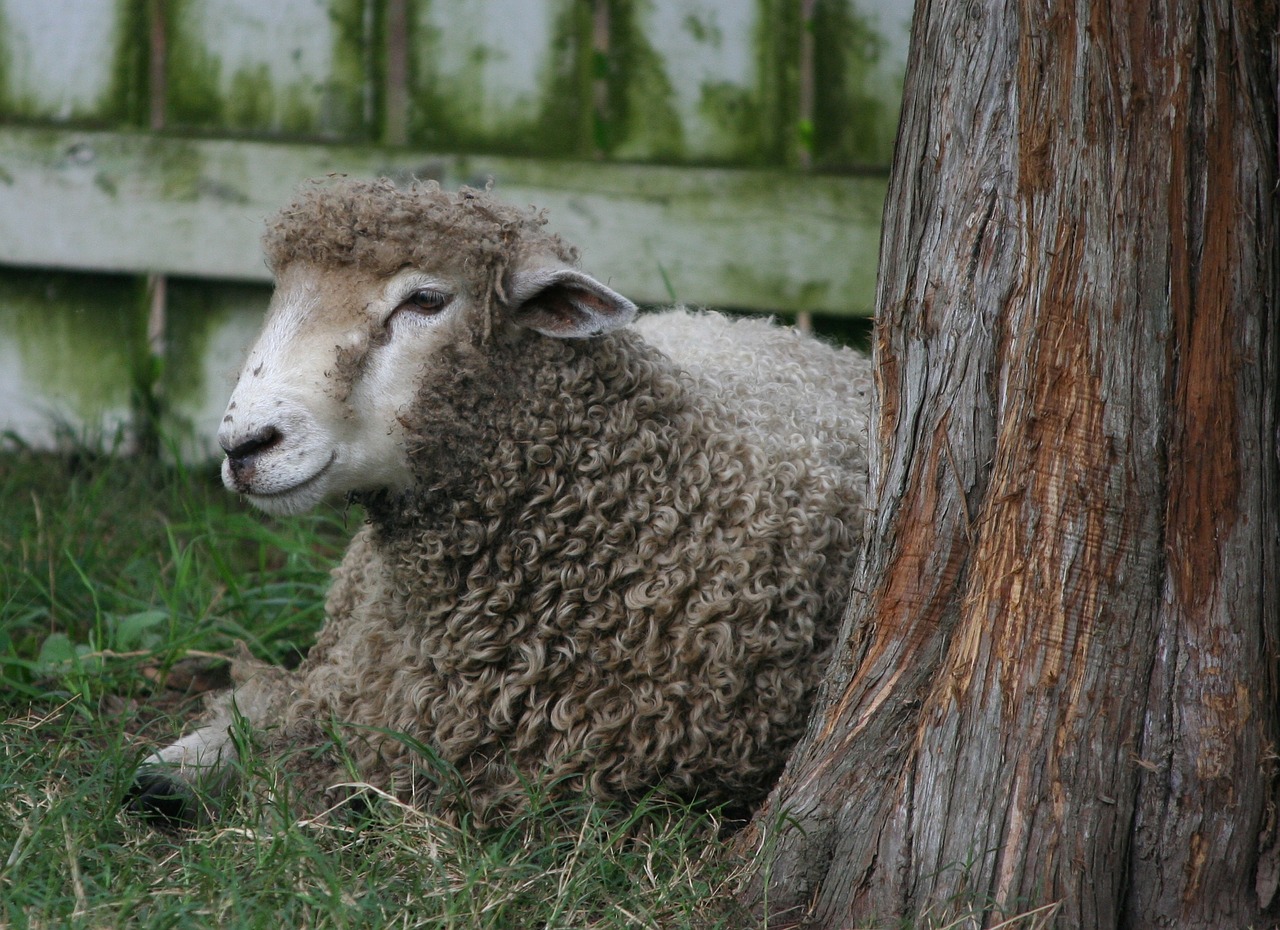 sheep lamb wool free photo