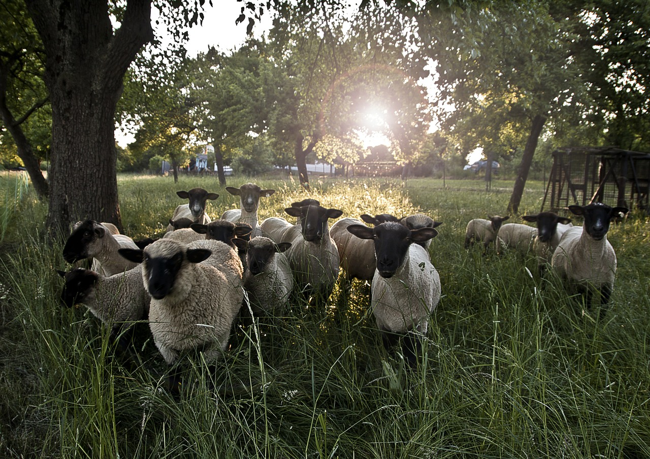 sheep meadow green free photo