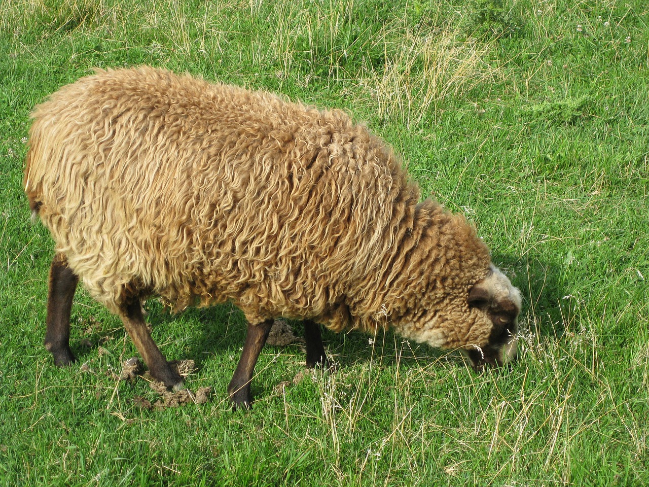 sheep grass nature free photo