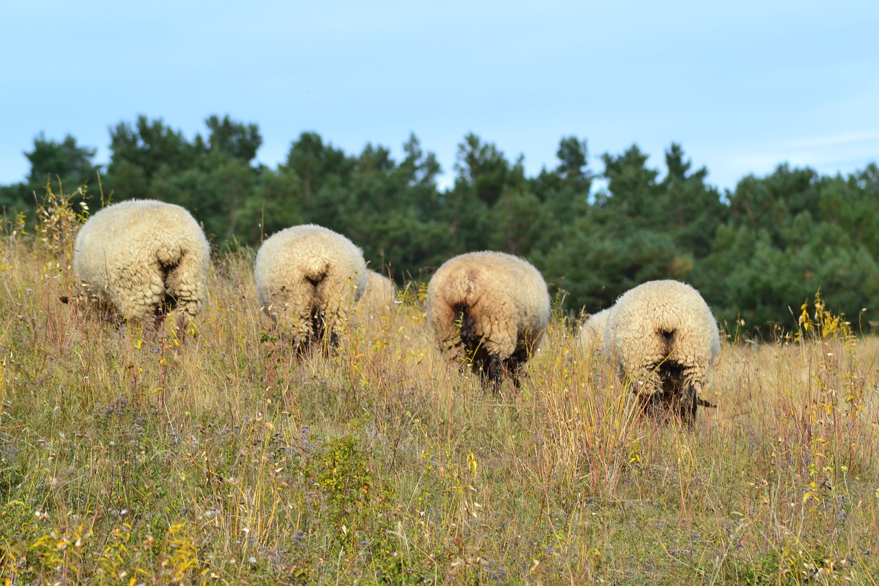 sheep animal meadow free photo