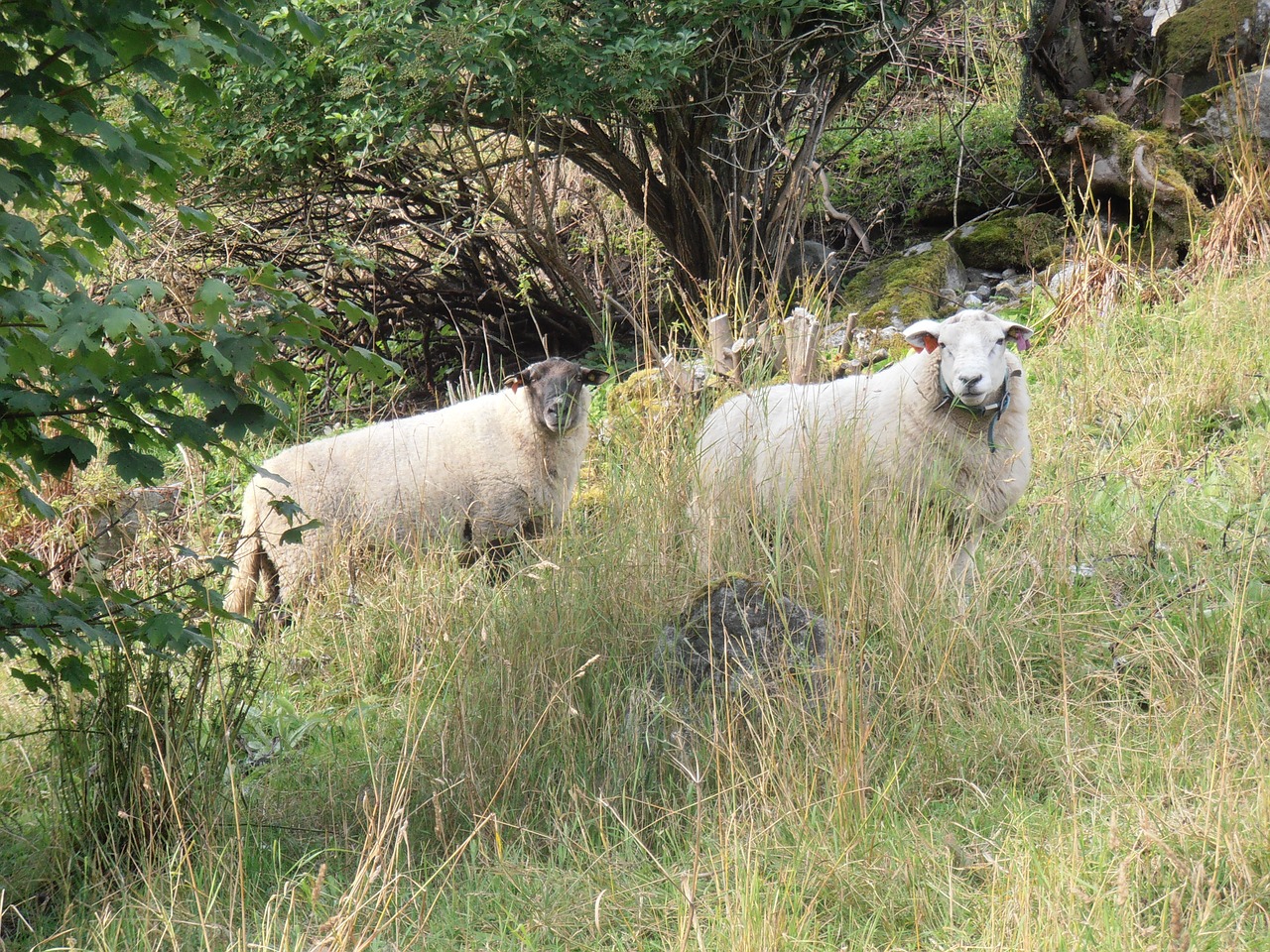 sheep field pasture free photo