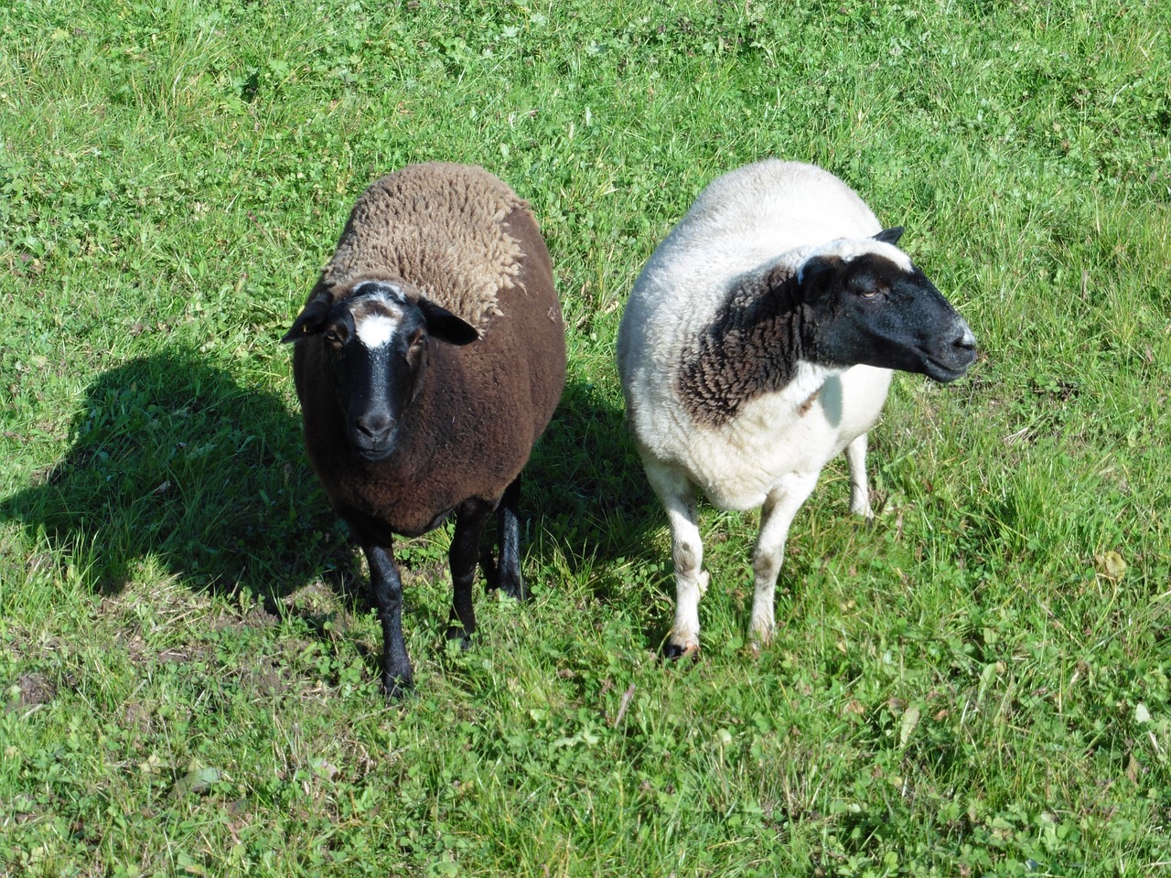 sheep animals wool free photo