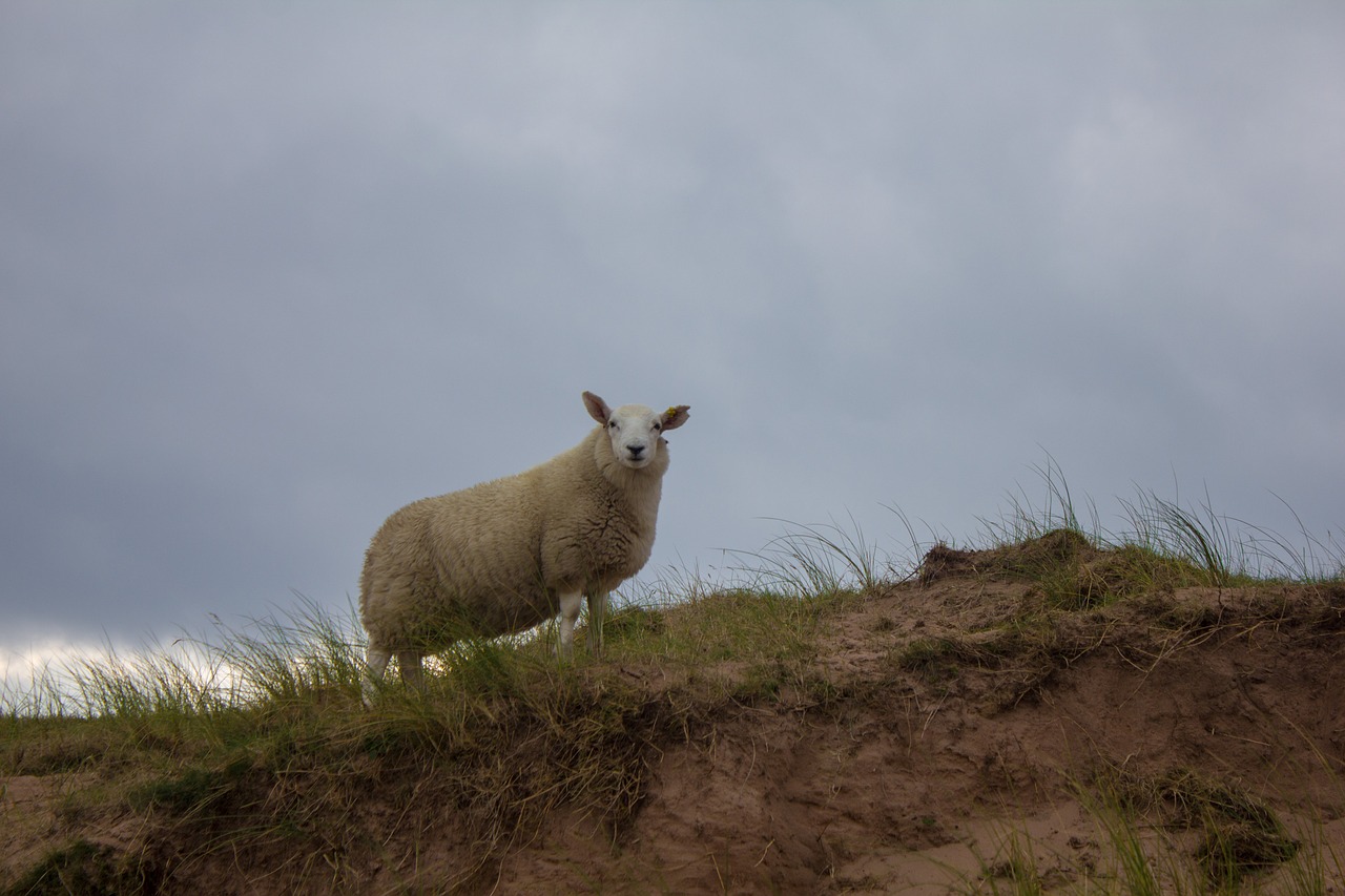 sheep scotland grass free photo