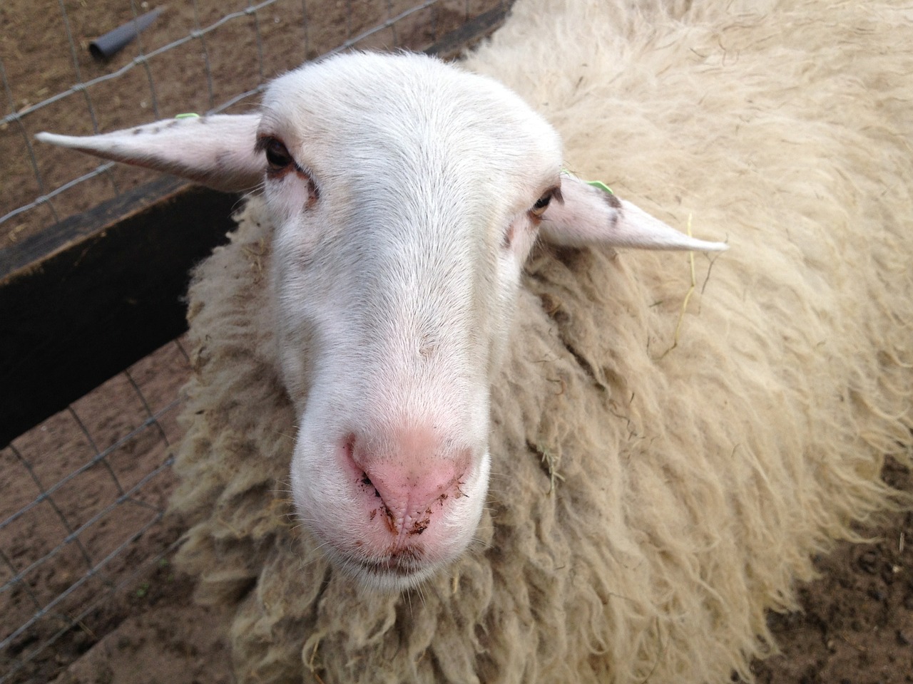 sheep head animal free photo