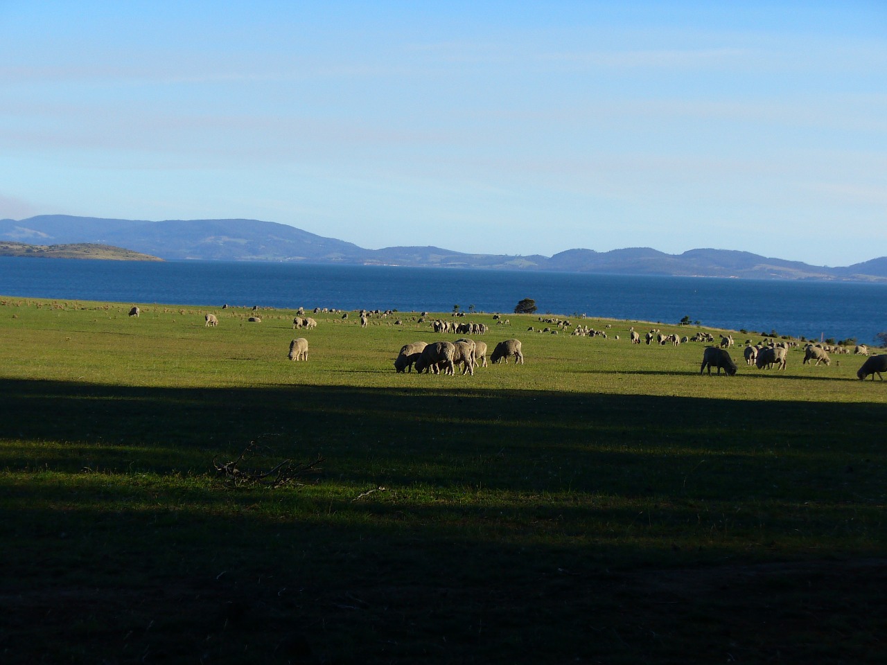 sheep field pasture free photo