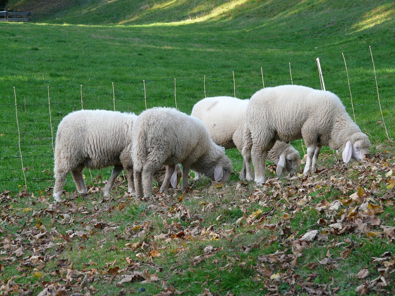 sheep pasture animal free photo