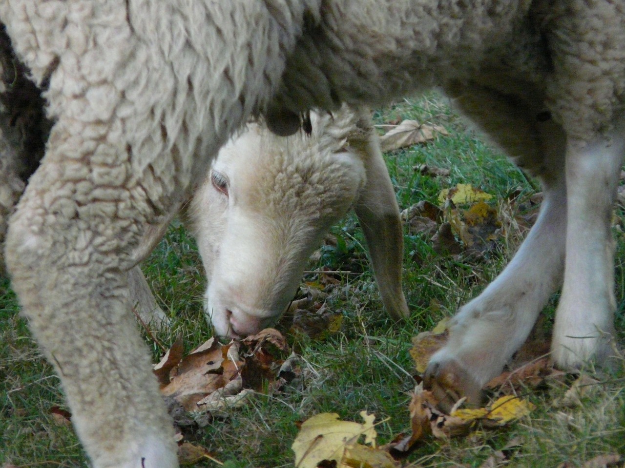 sheep see through legs free photo