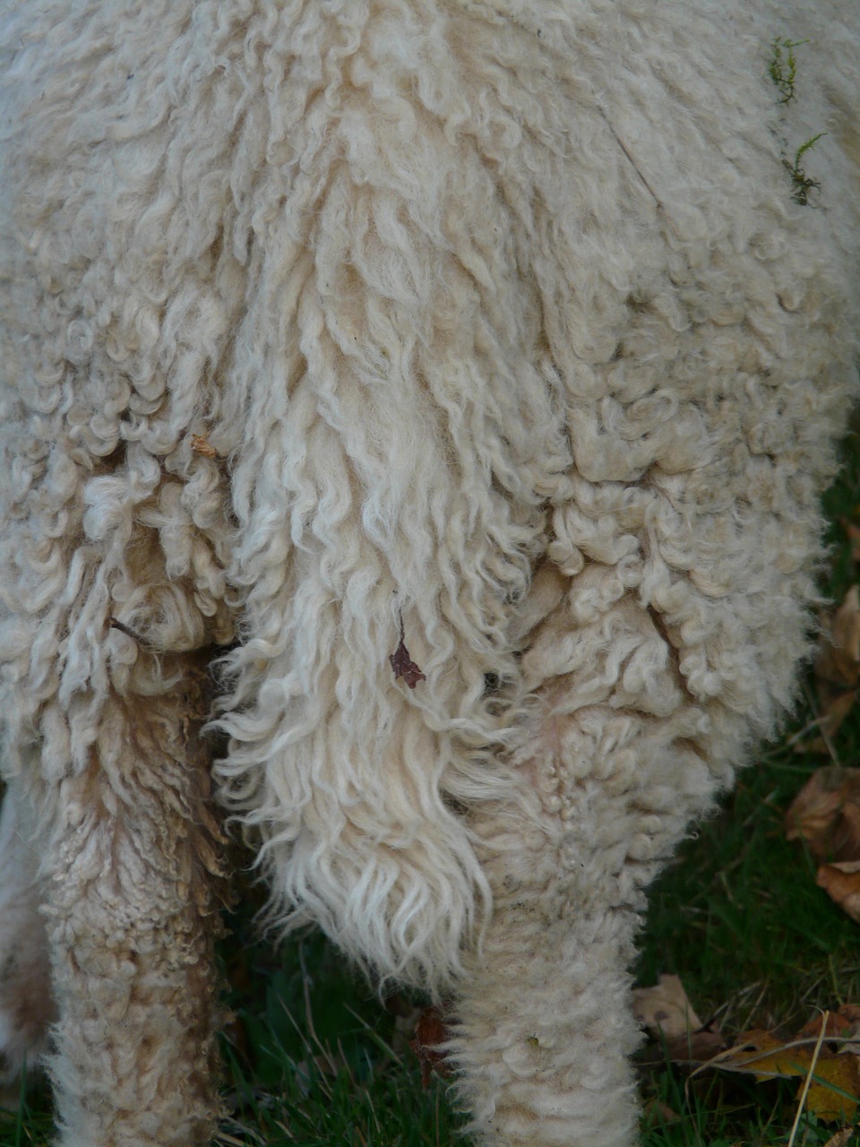 sheep tail pasture free photo