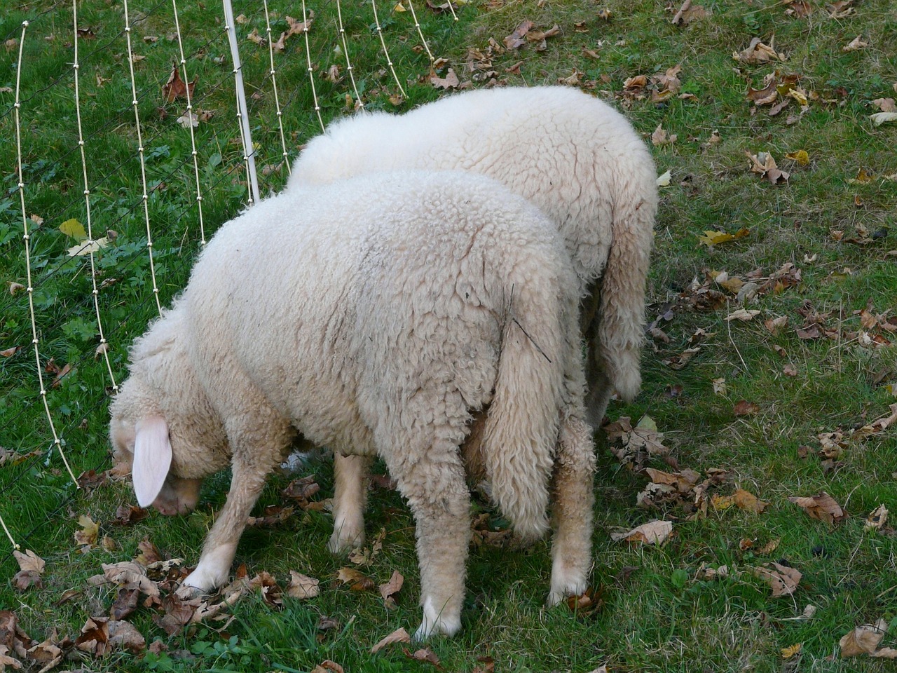 sheep pasture animal free photo