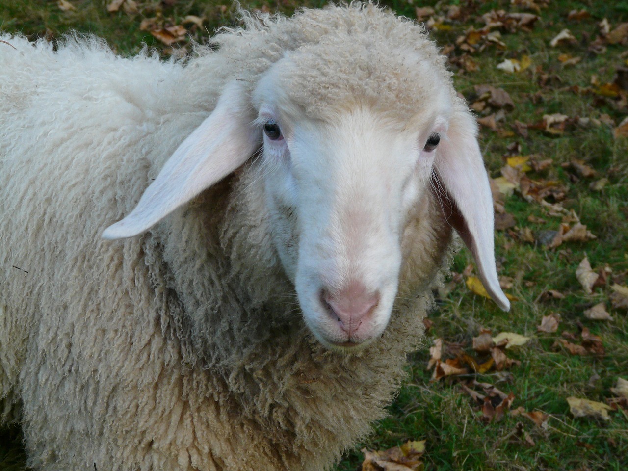 sheep sheep face face free photo