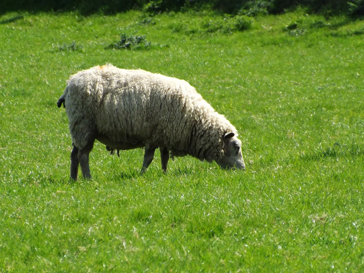 sheep animal farm free photo