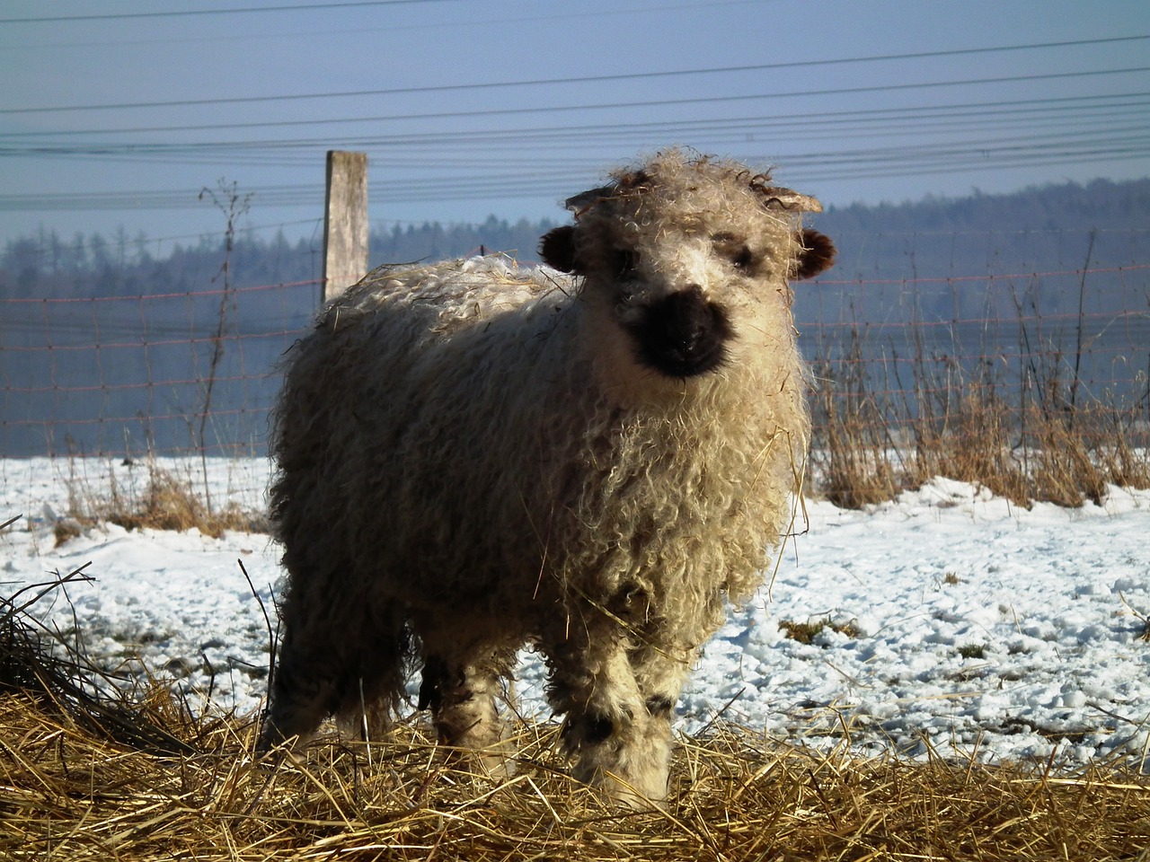 sheep lamb walliser black nose free photo