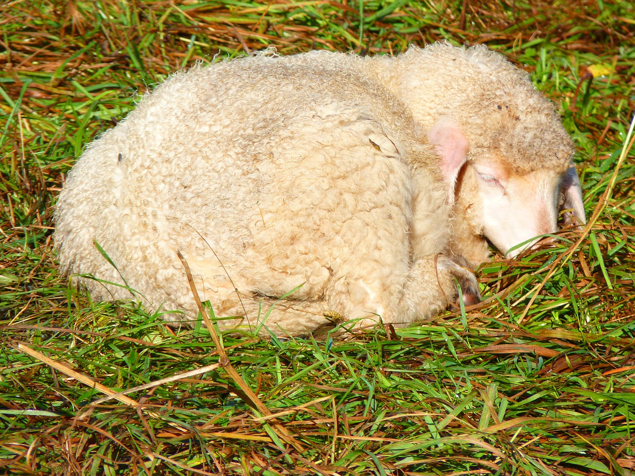 sheep fur soft free photo