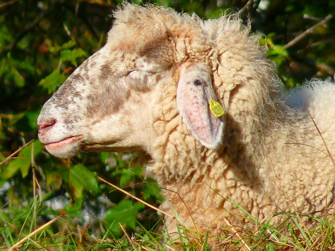 sheep head fur free photo