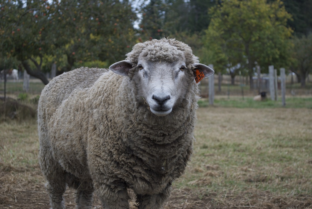 sheep lamb animal free photo