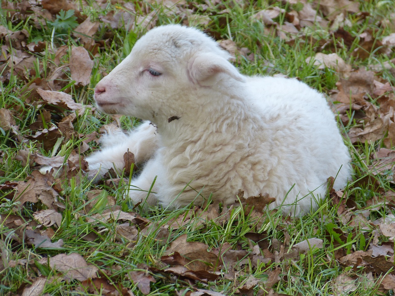 sheep lamb small free photo