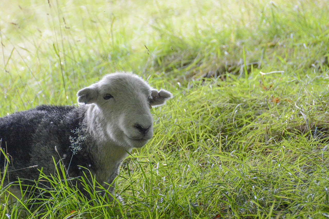 sheep field animal free photo