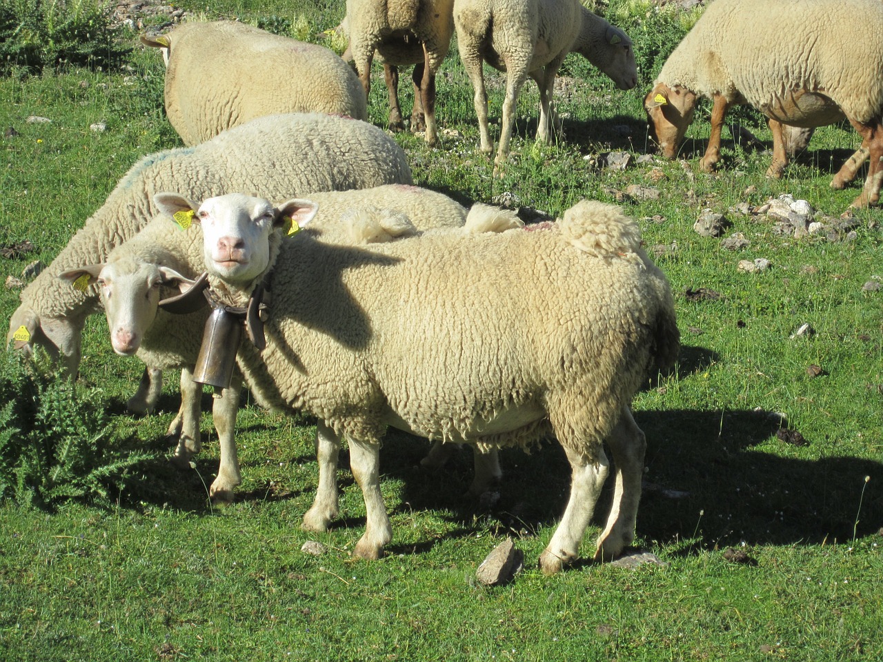 sheep mountain pyrénées free photo