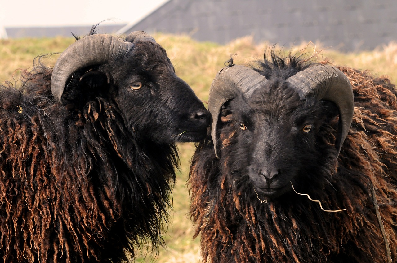 sheep island of ouessant france free photo