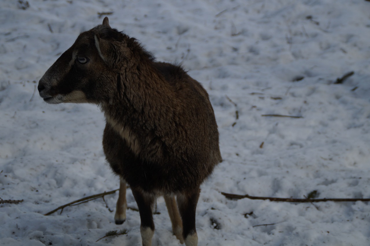 sheep mouflon winter free photo