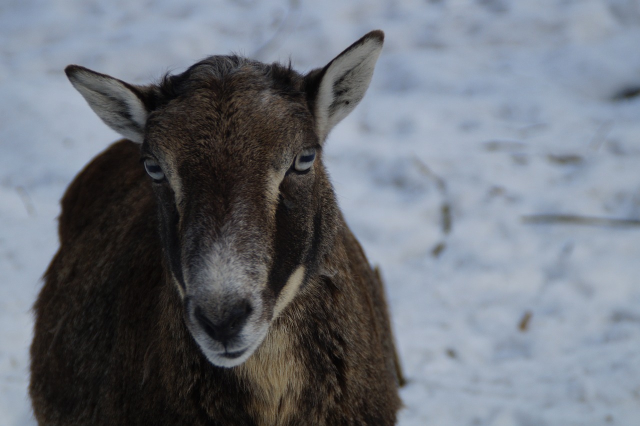 sheep mouflon winter free photo