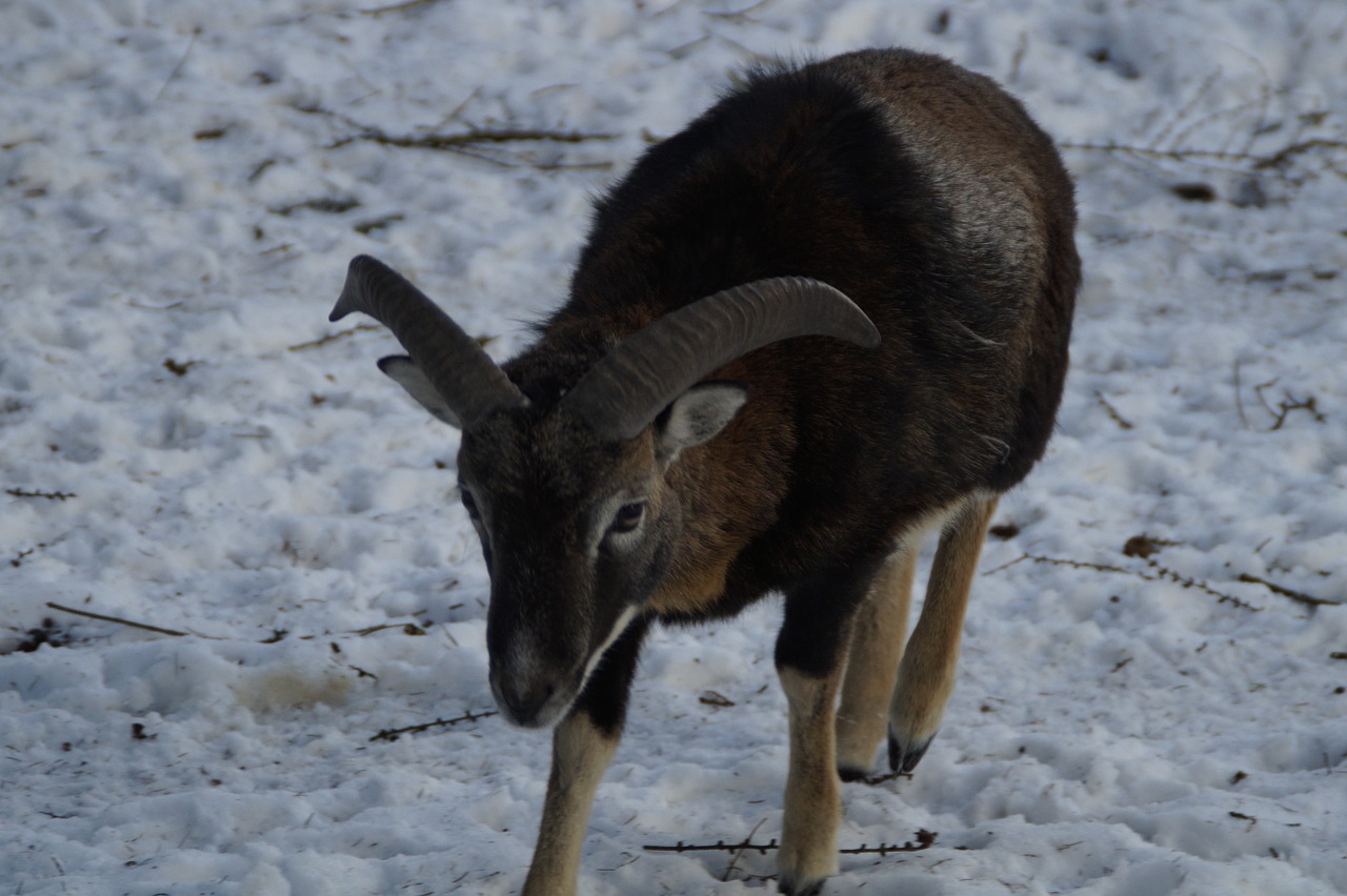 sheep mouflon winter free photo