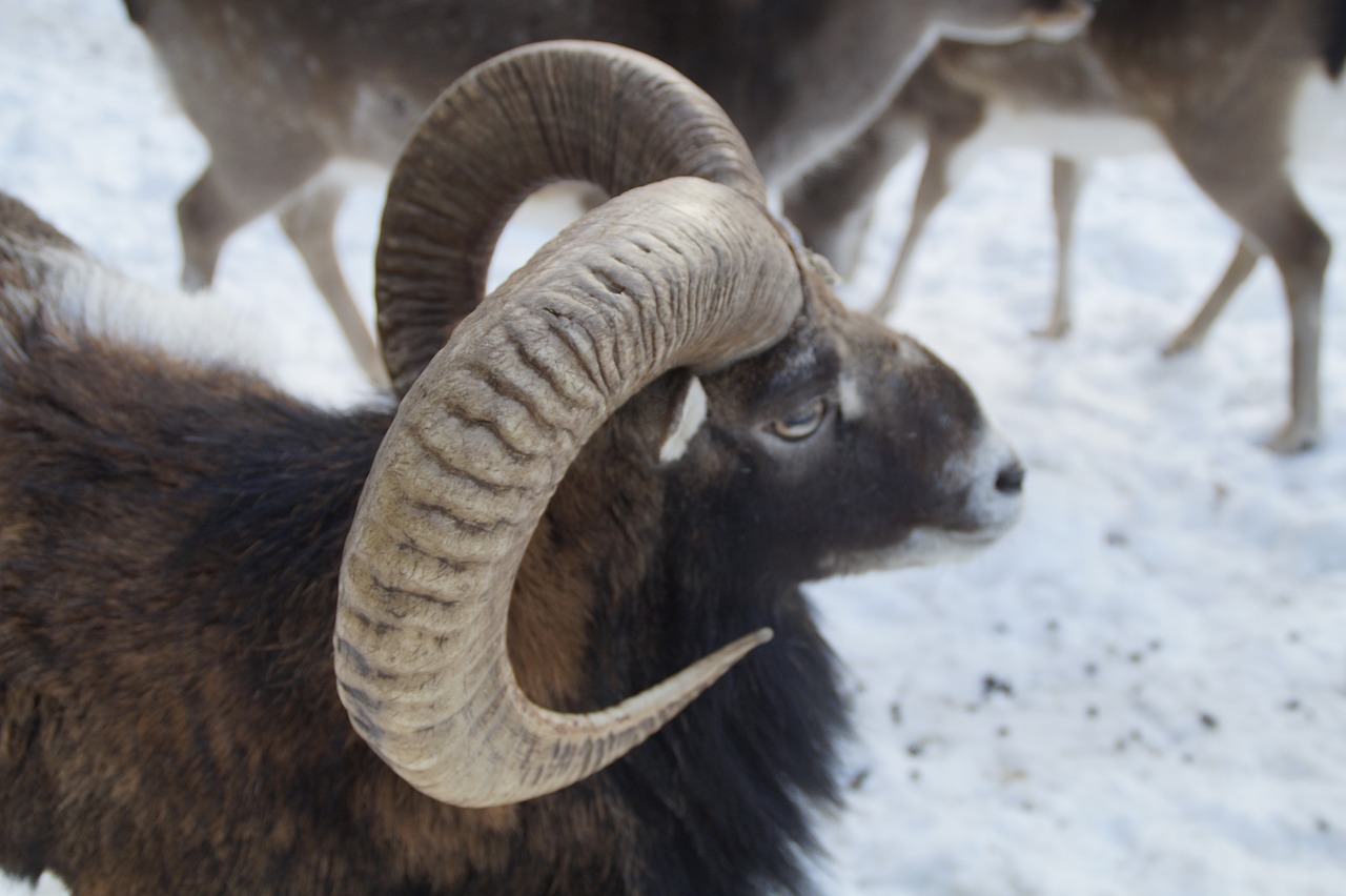 sheep mouflon winter free photo